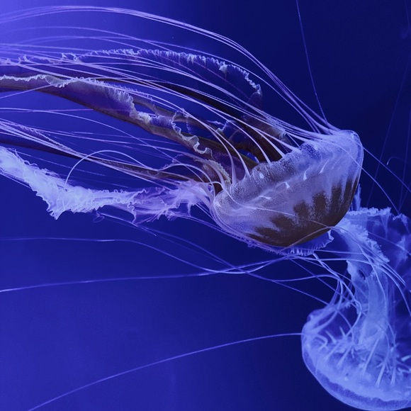 Meet your Posher, Emma - Picture 1 of 1